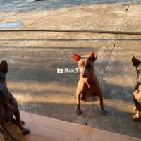 Tìm Nhà Mới Cho Các Bé Không Lông  