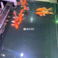 #chợthú cưng: Thanh lý 3 bé phi tần, dọn hồ cần bán gấp! 🐠  