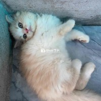 Mèo Đực Cần Tìm Chủ Mới Yêu Thương  