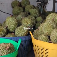 Sầu riêng ri6 giá 60k/kg