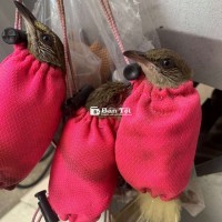 Nhà còn vài con chim hoành hoạch vàng bôi  
