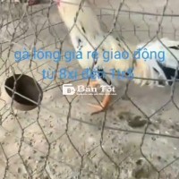 Gà Bướm 3ký Zin Tơ - Mới Nguyên Zin - AE Hợp Nhãn Inbox  