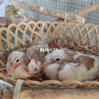 Ổ Cu Gáy Con - Bông Vân Hoa  