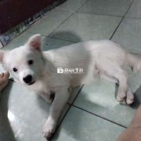 Cún Màu Trắng, Chó Lai Đã Tiêm Đủ  