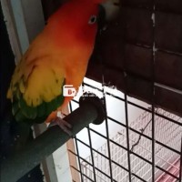 Thanh lý cặp Sun Conure 2 tuổi, đã đẻ 1 lứa, có giấy xét nghiệm  
