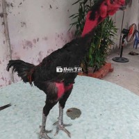 Gà Tơ Mới Vào 750k Mỗi Em  