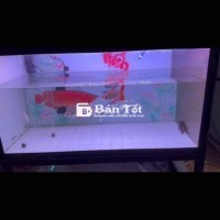 Cần bán bé rồng 20 triệu, đã lên màu đẹp, có fix cho ai nhiệt tình  