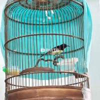 full bộ bụng trắng đà lạt