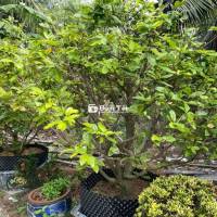 Nhà dư bán 2 cây mai, tặng kèm 2 cây nhỏ