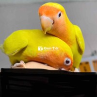 lovebird quấn chủ ạ mập mạp