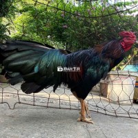 Gà Ô Que Trang 2kg9 - Gà Uc Ku Mát Cay Chưa Dọn Long Vào Nghệ Xổ Cực Kỳ Hay Nạp Lùa