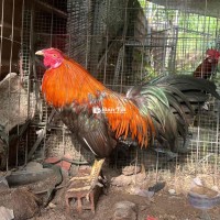 Gà Que 1kg9 - Gà Chân Vàng Cựa Đen Nguyên Zin  