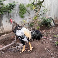 Chuối Trạng Lớn Hiện 2K5 – 2K6 Chân Dài Cao Ráo  