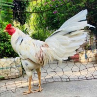 Gà Bướm Mỹ Trang 2kg9 Đá Huề, Đã Tỉnh, Ăn Uống Xung, Cực OK - Bán Bỏ Ae Chơi Dưỡng  