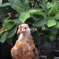 Gà Tre Kiểng (Trạng Nhỏ) - Gà Tre Tơ Hiện 2 Lông 3  