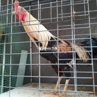 Cần bán gà nội lại to, zin  