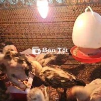 Gà Nòi Siêu Mỹ - Bầy Gà Con Trên 1 Tháng Tuổi  