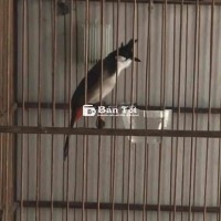 Bổi.