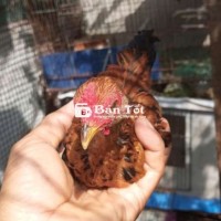 Gà Tre Bắc 3 Tháng Tuổi (Cả Cặp)  