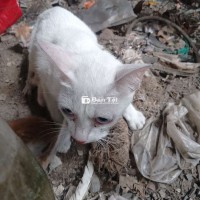 Mèo mẹ và 3 mèo con