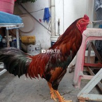 Điều Vàng 3k750 Zin - Tay Tốt Giá Hời 650k  