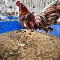 Gà ASILL Mỹ rớt t3 (té cái thứ 3)