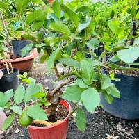 ## Ổi Lê Cây Khỏe Đẹp Đang Sẵn Trái - Trồng Chậu, Trồng Đất Đều Được!