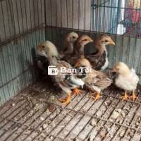 Chia Bầy Tre Bắc Gần 2 Tháng Tuổi  