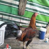 Gà Ae có 1kg đá gl thùng bia xác chơi