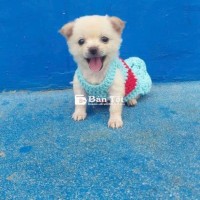Chihuahua Lông Dài Girl 2 Tháng Tuổi - Tặng Áo & Thức Ăn  