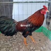 Thanh lý gà 2k5 Hồng Kông cánh anh, ai thích trạng nhỏ tha mái sổng chơi alo em  