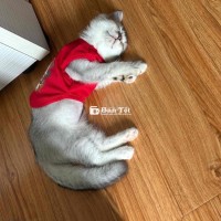 Cần Tìm Nhà Mới Cho Bé Mèo Mắt Bị Đục Nhẹ  