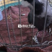 Cả Bộ Chim 3 Tháng - Bay Nhảy, Đứng Cầu Tự Nhiên, Hót Đủ Giọng  