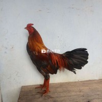 Điều Bông 3k180 - Gà Ăn 1 X Tiền, Tình Trạng Khô Long, Cần Thanh Lý  