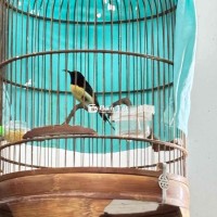 full bộ đà lạt bụng trắng