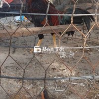 Gà Nòi Lai A21 - Cân Nặng 2kg2 - 2kg3 - Liên Hệ Cực Roi  