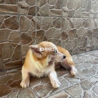 Chó Corgi và Chuồng inox