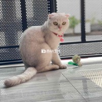 Cần gả nhanh em mèo do ko có thời gian chăm