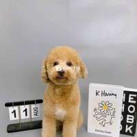Cho nhận nuôi chó Poodle nâu cái  