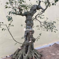 Cần bán sen Nam Điền vảnh 80 cao 1m2, cây già và chất lượng  