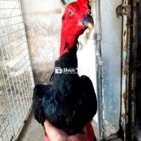 Ô Chân Xanh Siêu Đẹp - 3 Triệu 1