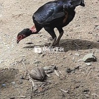 Gà Mái Đòn Ô Chân Chì - Dòng Ôm Đấm Vai Lưng, Lý Tưởng Cho Anh Em Gây Dòng  
