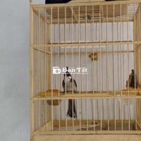 Cả bộ chào mào bao trống giá rẻ - Ngã Tư Ga, Thạnh Lộc, Q12