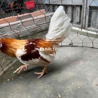 gà xác mới ăn còn tơ ép đá còn tỉnh queo 1kg