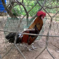 Gà Nòi 3kg2 - Thanh Lý Gấp Do Không Có Chỗ Nuôi  