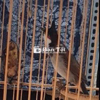 Chào bán chim cu gáy mào bông to, giọng xoắn, bộ lông dày dặn  