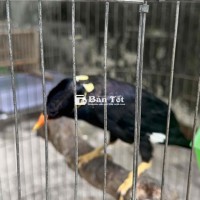 Khướu tai vàng - Chim hót hay, nói giỏi!