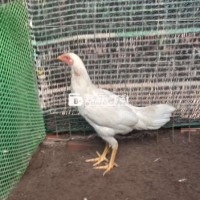 Gà mái nòi tơ 4 tháng hiện 1kg4