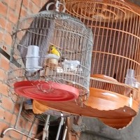 Chào bán chim Hítco cám cứng hót hay  