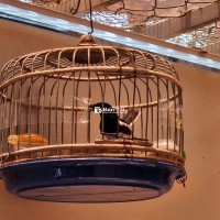 Cần Bán Bộ Than 2 Mùa – Chất Lượng, Giá Tốt  